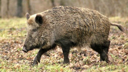 В Черниговской области зафиксировали пятый случай африканской чумы свиней