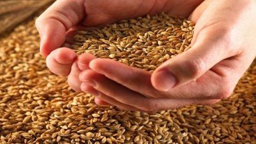 В Україні станом на 30 жовтня зібрано 55,2 млн тонн зерна, — Мінагропрод