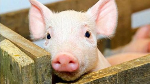 Африканська чума свиней поширилася Україною 
