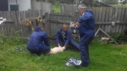 У селі на Чернігівщині оголосили карантин через свинячу чуму