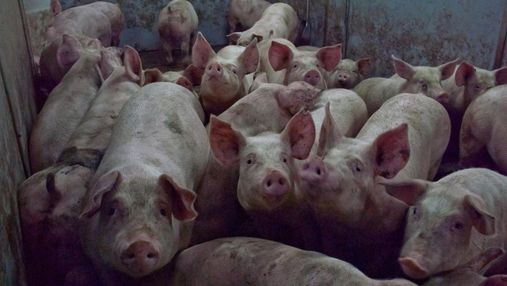 Россия снова хочет запретить импорт свинины из Украины
