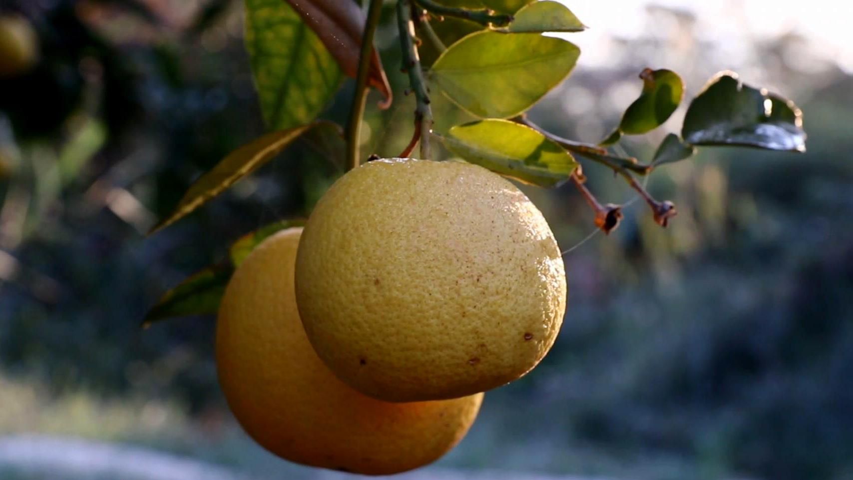 Як в Ізраїлі навчилися вирощувати рослини на піску і камінні Як в Ізраїлі навчилися вирощувати рослини на піску і камінні