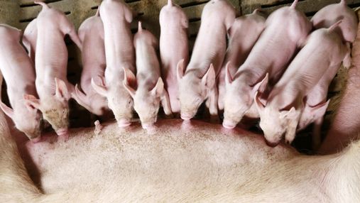 Африканская чума "косит" поголовье свиней в Ровенской области