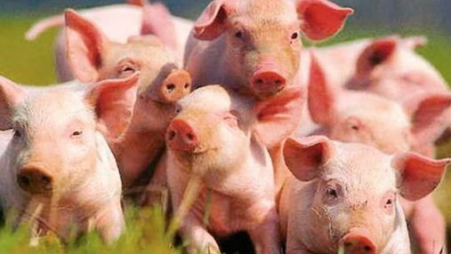 Поголів'я свиней в Україні досягло історичного мінімуму через чуму
