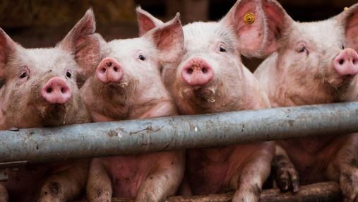 На Київщині виявили спалах африканської чуми свиней