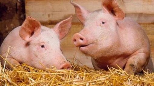 На Львівщині зафіксували спалах африканської чуми свиней