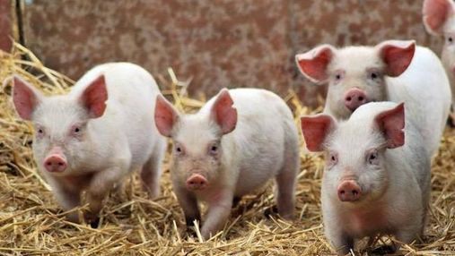 Африканская чума свиней в Украине распространилась еще на 4 области