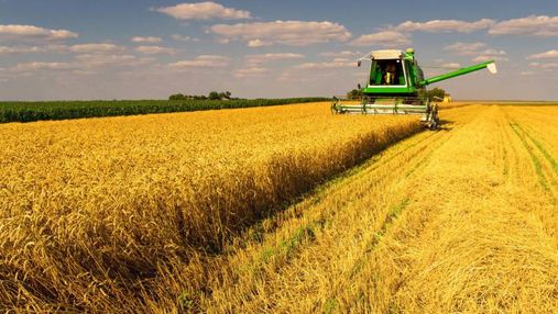 Сколько Украина собрала зерна: официальные данные на 8 августа