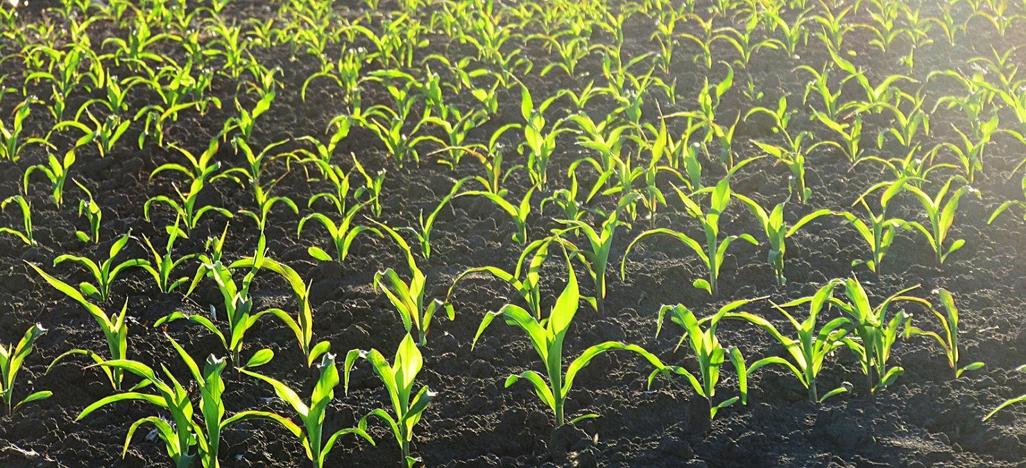 На Черниговщине фермер выращивает кукурузу на земле с памятниками стоимостью 2 миллиарда гривен