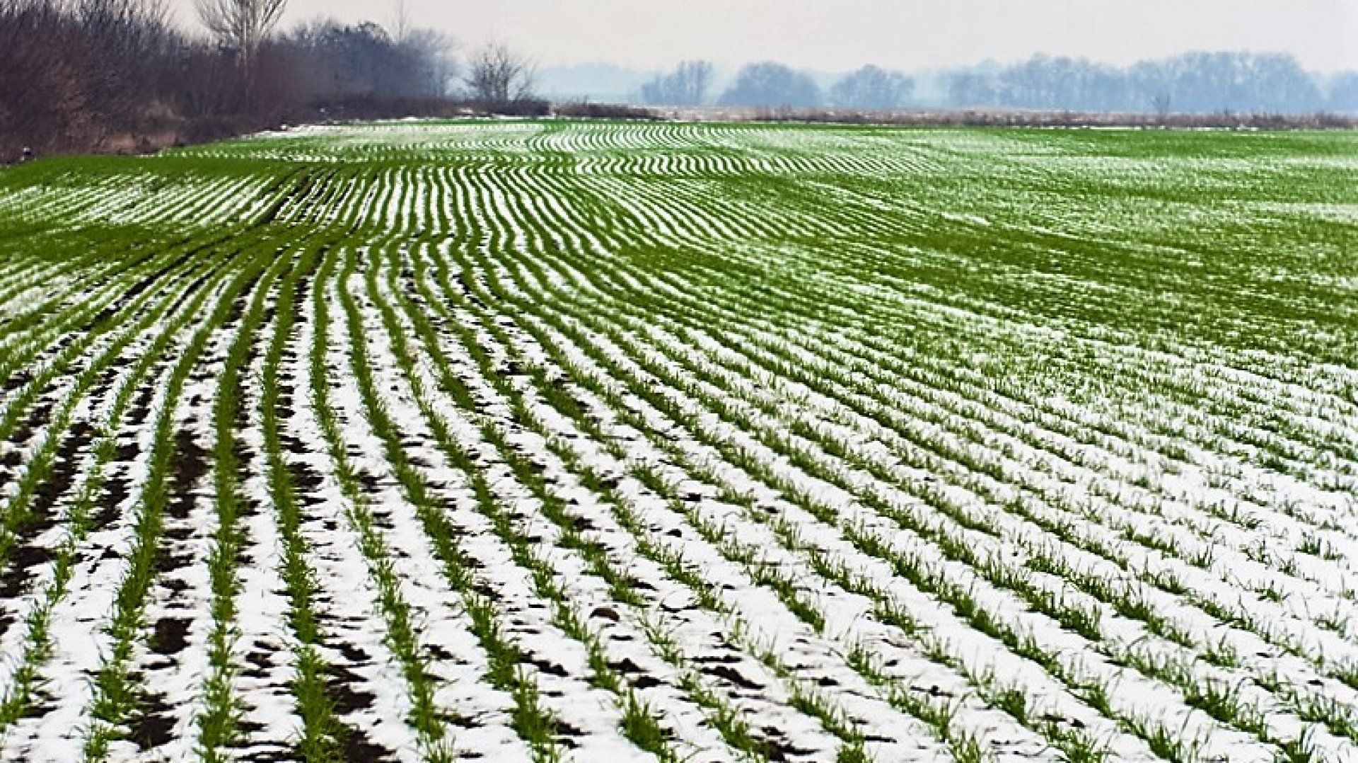 Заморозки і урожай 2020 в Україні