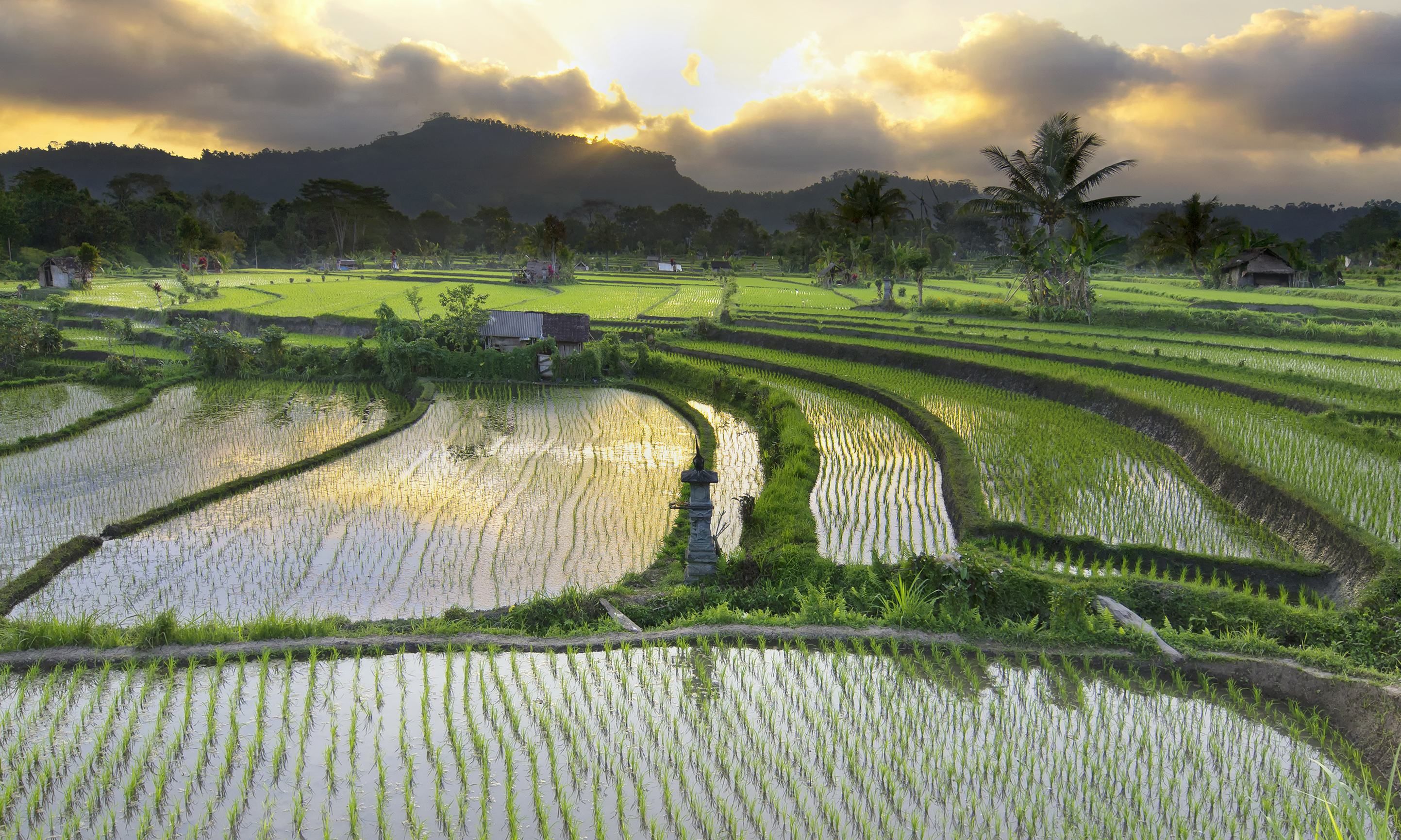 Рисовое поле в Индонезии