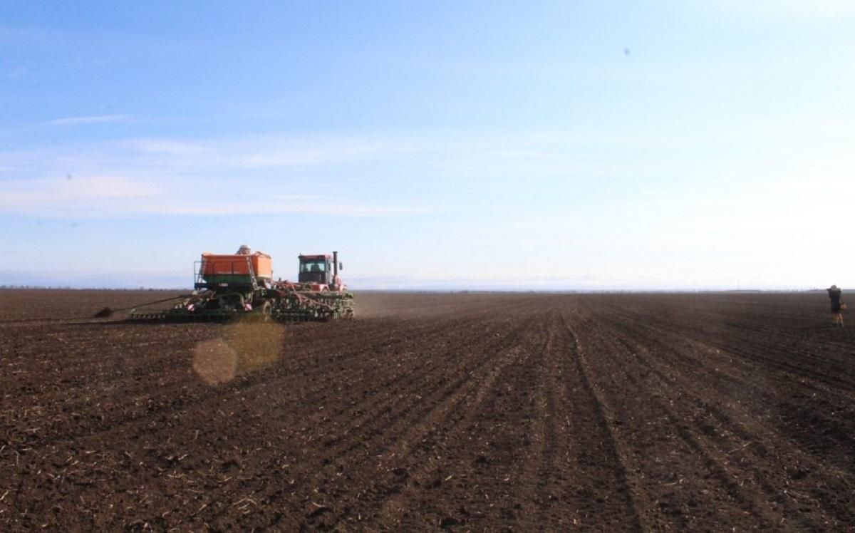 Урожай зерна в Україні: оптимістичні й песимістичні прогнози