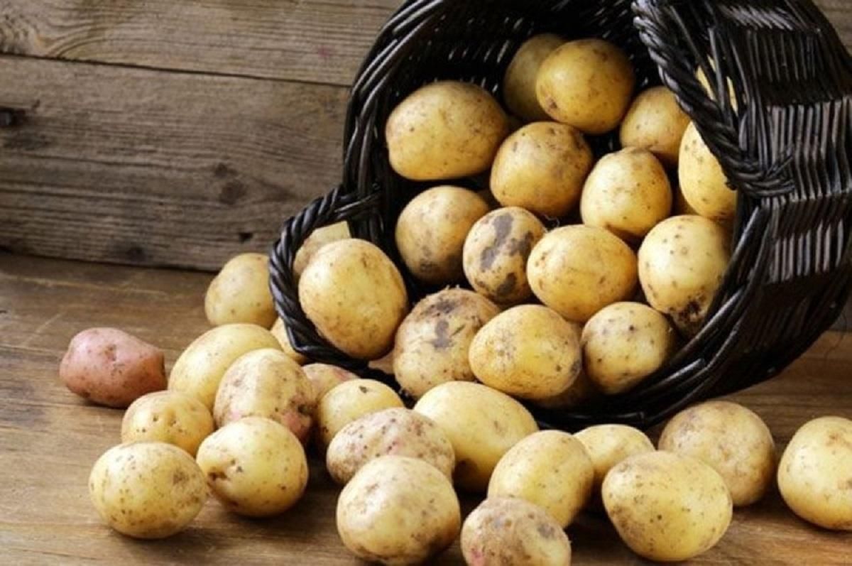 Почему молодой украинский картофель дороже, чем зарубежный: неожиданные объяснения