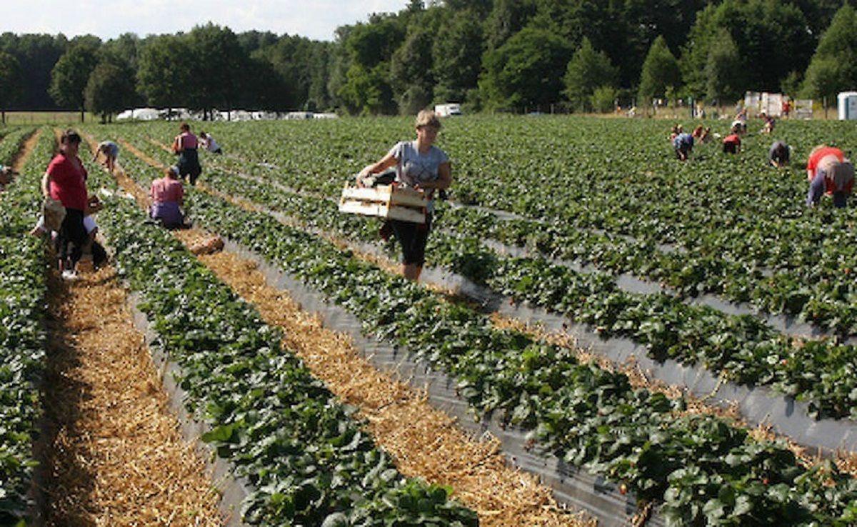 Трудові мігранти Трудові мігранти