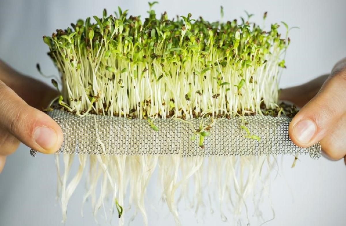 Как вырастить микрозелень в домашних условиях: видео, советы