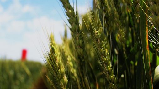 Вето Зеленського, втрачені паї і прогнози на урожай-2020: найважливіші агроновини тижня