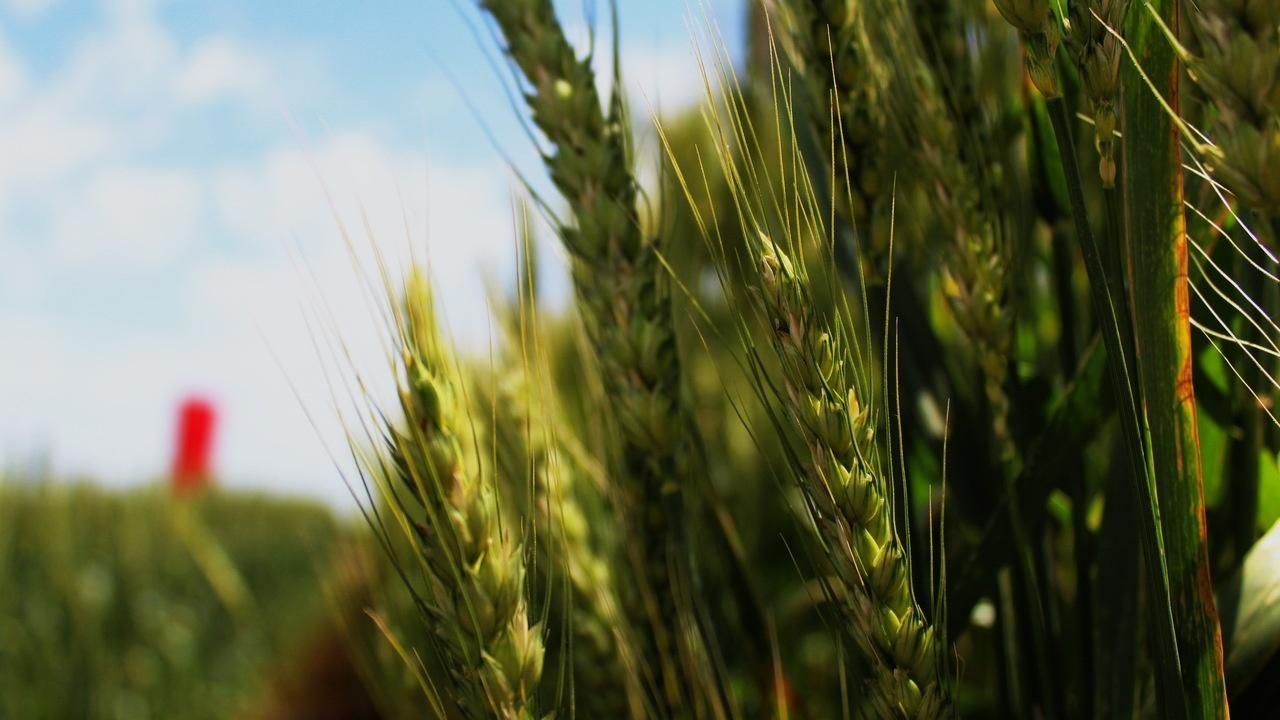 Урожай-2020 в Україні Урожай-2020 в Україні