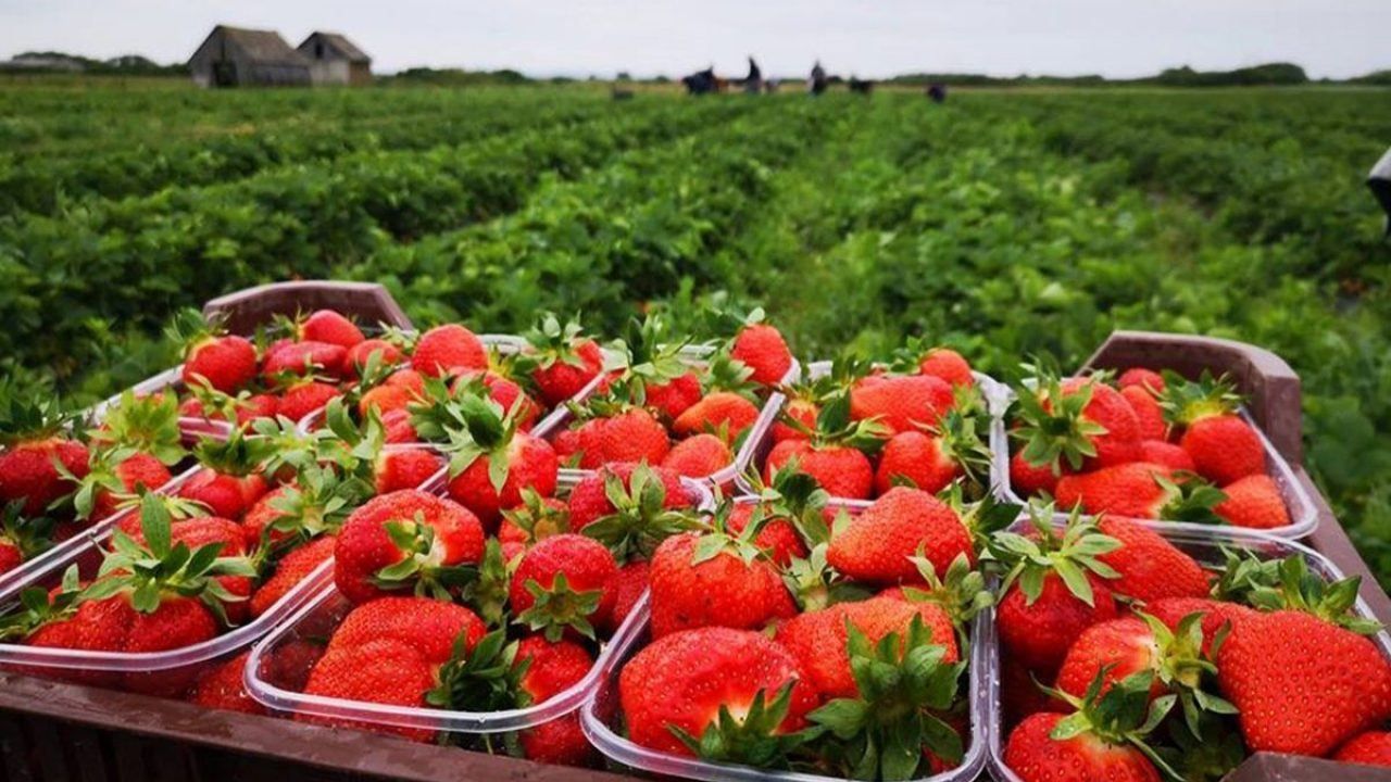 Иначе будет катастрофа: еще одна страна умоляет впустить украинских заробитчан Иначе будет катастрофа: еще одна страна умоляет впустить украинских заробитчан