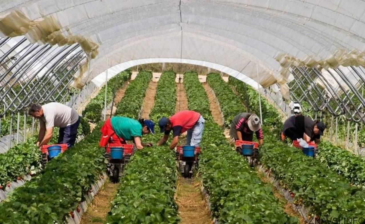 Сезонна робота в Чехії 2020: без українців проблеми у фермерів