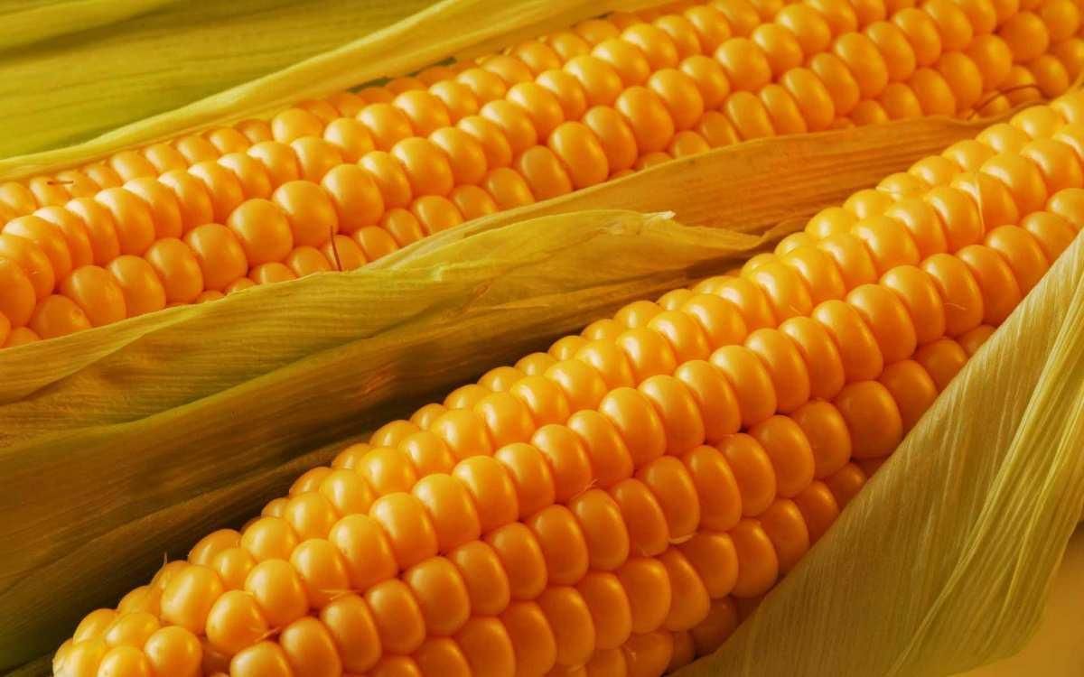 Кукуруза в Украине