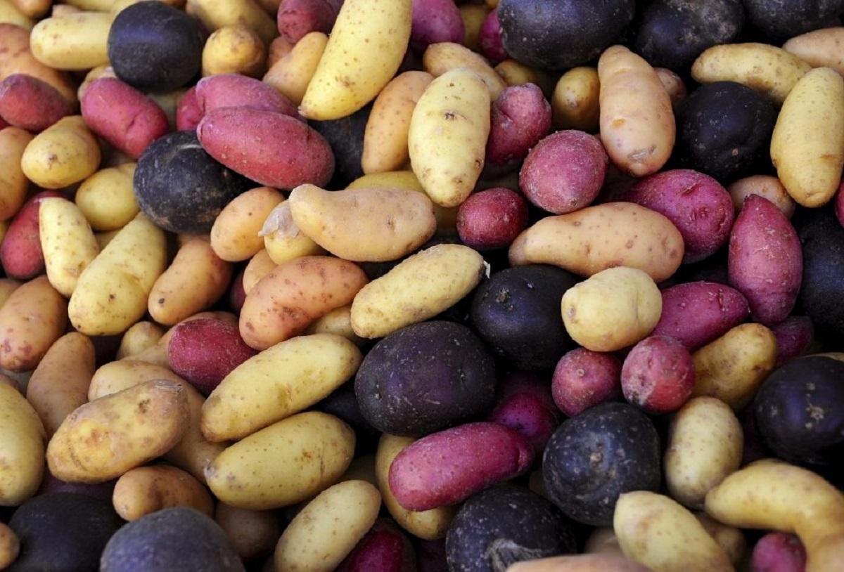 Через "ЛДНР" в Украину завозили некачественную картошку