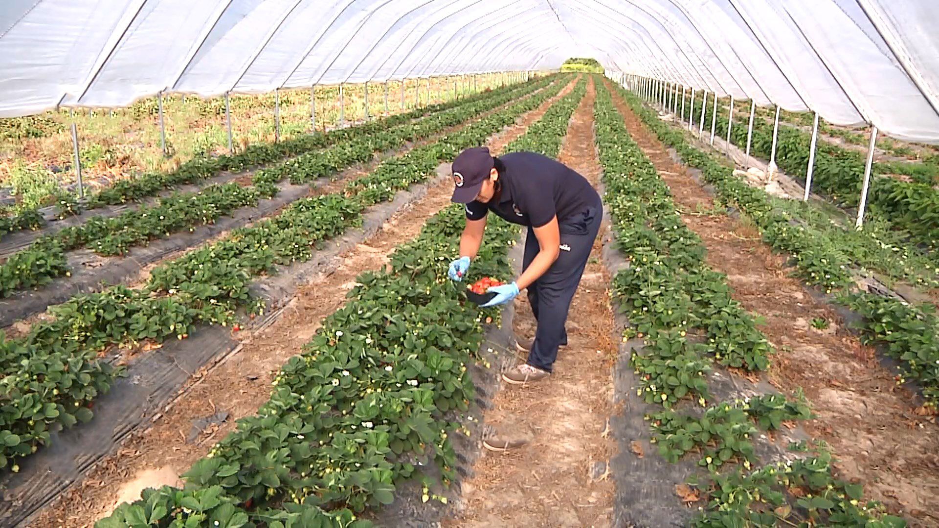 Полуниця у жовтні: на Івано-Франківщині фермер вирощує незвичні для регіону ягоди – фото, відео Полуниця у жовтні: на Івано-Франківщині фермер вирощує незвичні для регіону ягоди – фото, відео