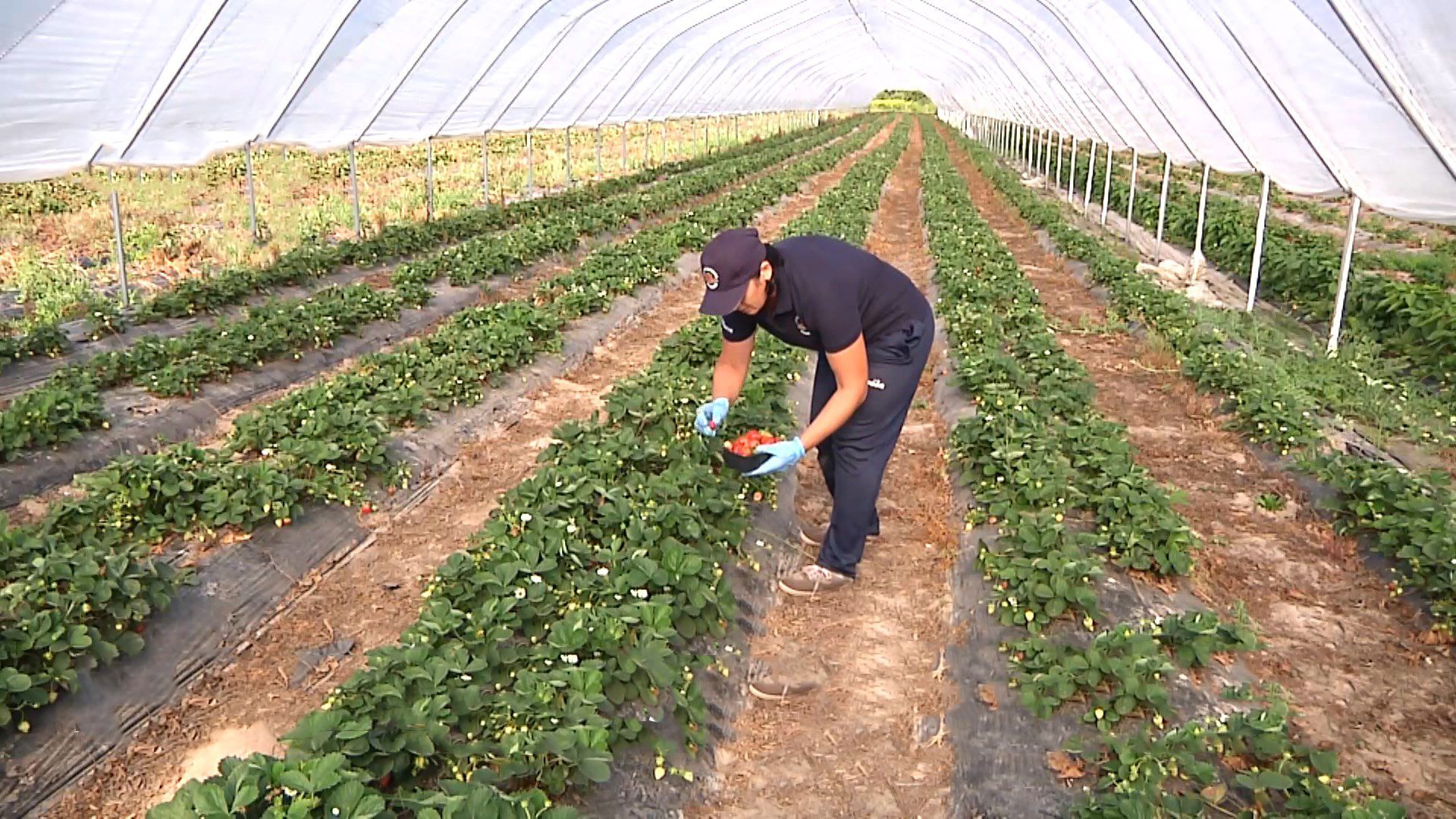 Клубника в октябре: на Ивано-Франковщине фермер выращивает необычные ягоды – фото, видео