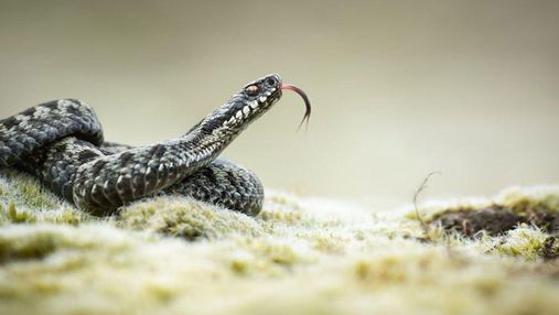 Біля Львова через коронавірус закрилась перша в Україні зміїна ферма