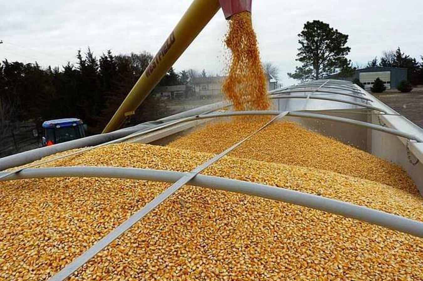 На скільки Україна знизила експорт зернових у 2020 році: порівняння 