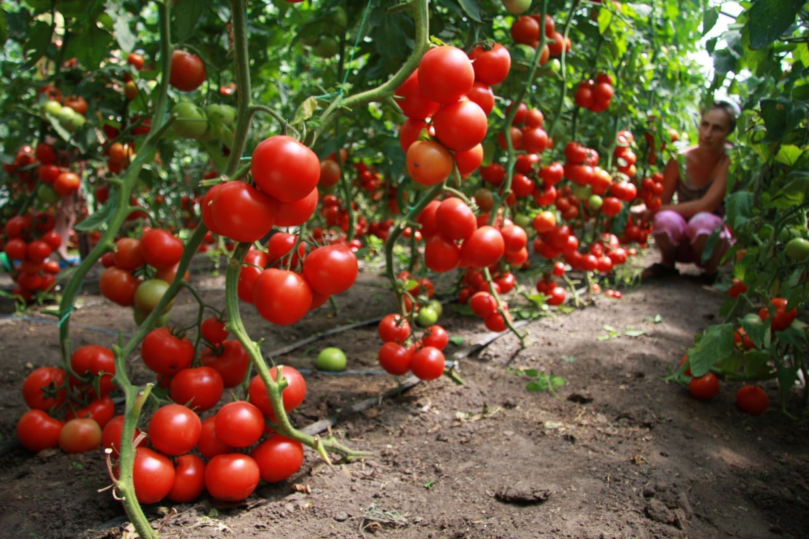 Определены наиболее урожайные гибриды томата для Западной Лесостепи