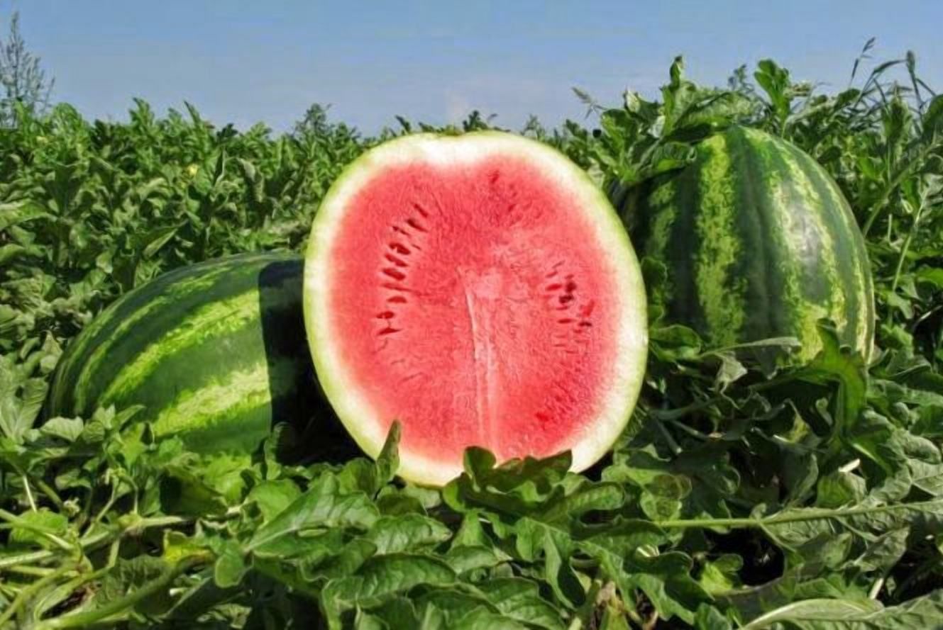 Турецкая болезнь может уничтожить украинские арбузы Турецкая болезнь может уничтожить украинские арбузы