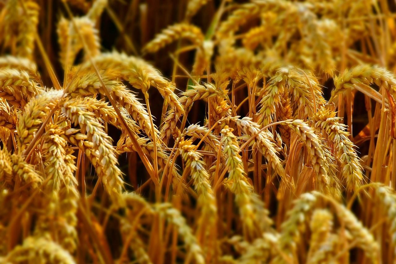 В Хмельницькому вирощуватимуть кольорову пшеницю: насіння розробили українці