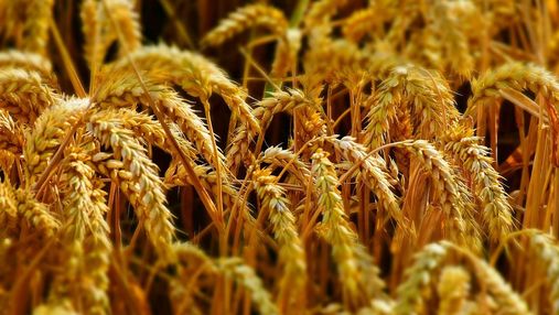 В Хмельницком будут выращивать цветную пшеницу: семена разработали украинцы