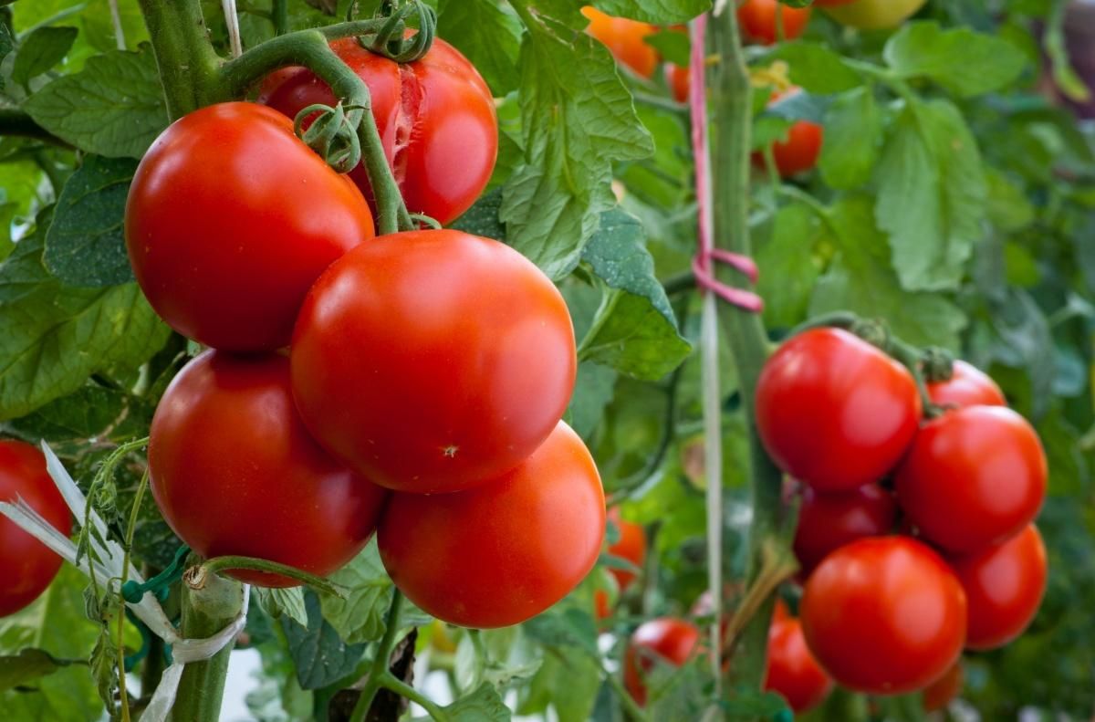 В Японії вперше дозволили томати з ГМО: вони сприяють зниженню тиску