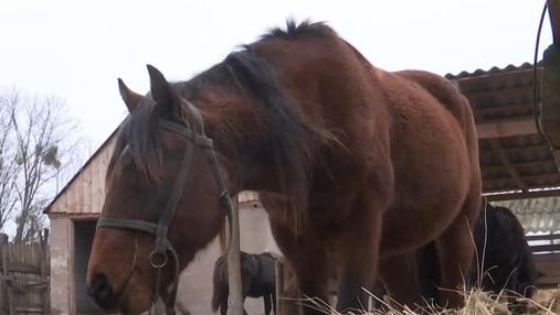 Пылало 6 часов: на Киевщине во второй раз за неделю сожгли зимний запас сена для лошадей