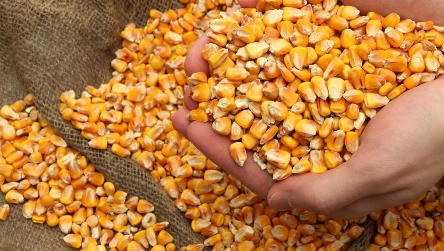 На Кіровоградщині зникла кукурудза на понад 50 мільйонів гривень