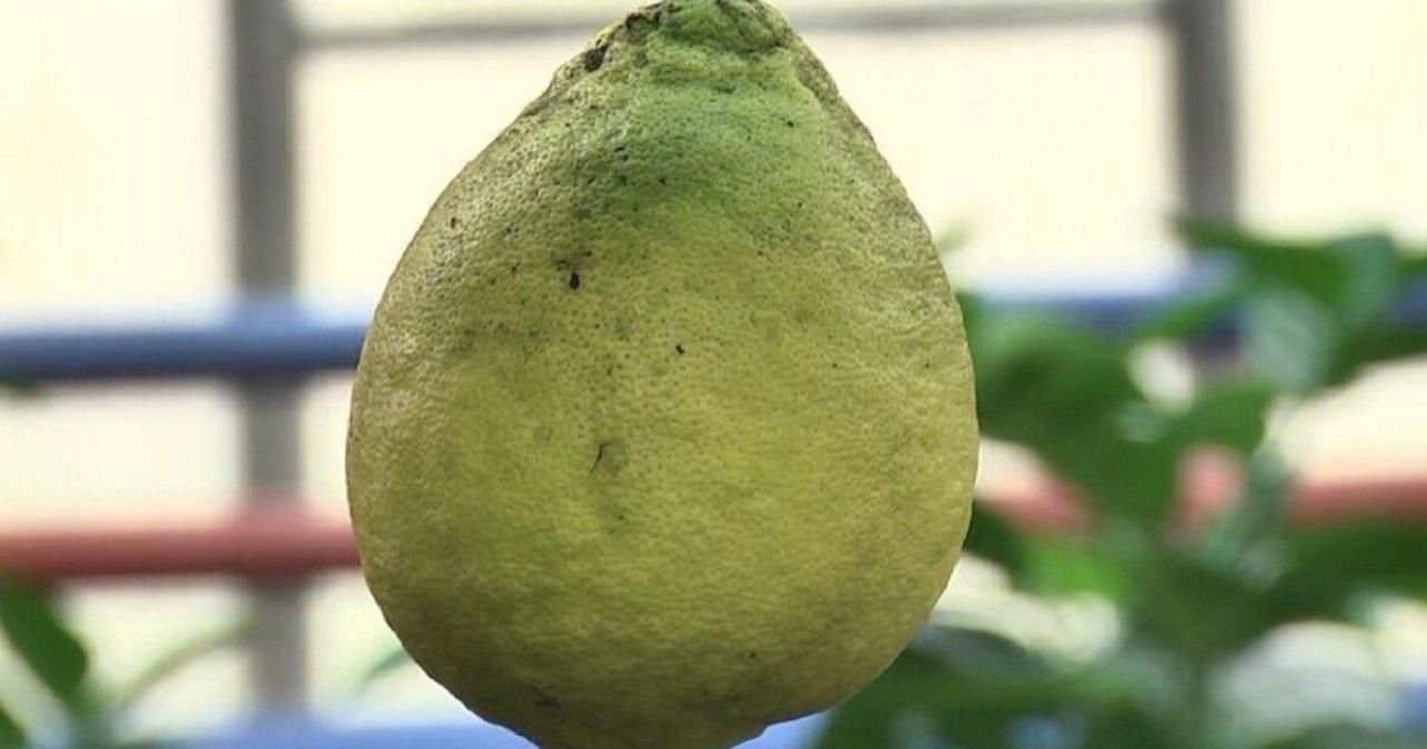 Пандероза Пандероза