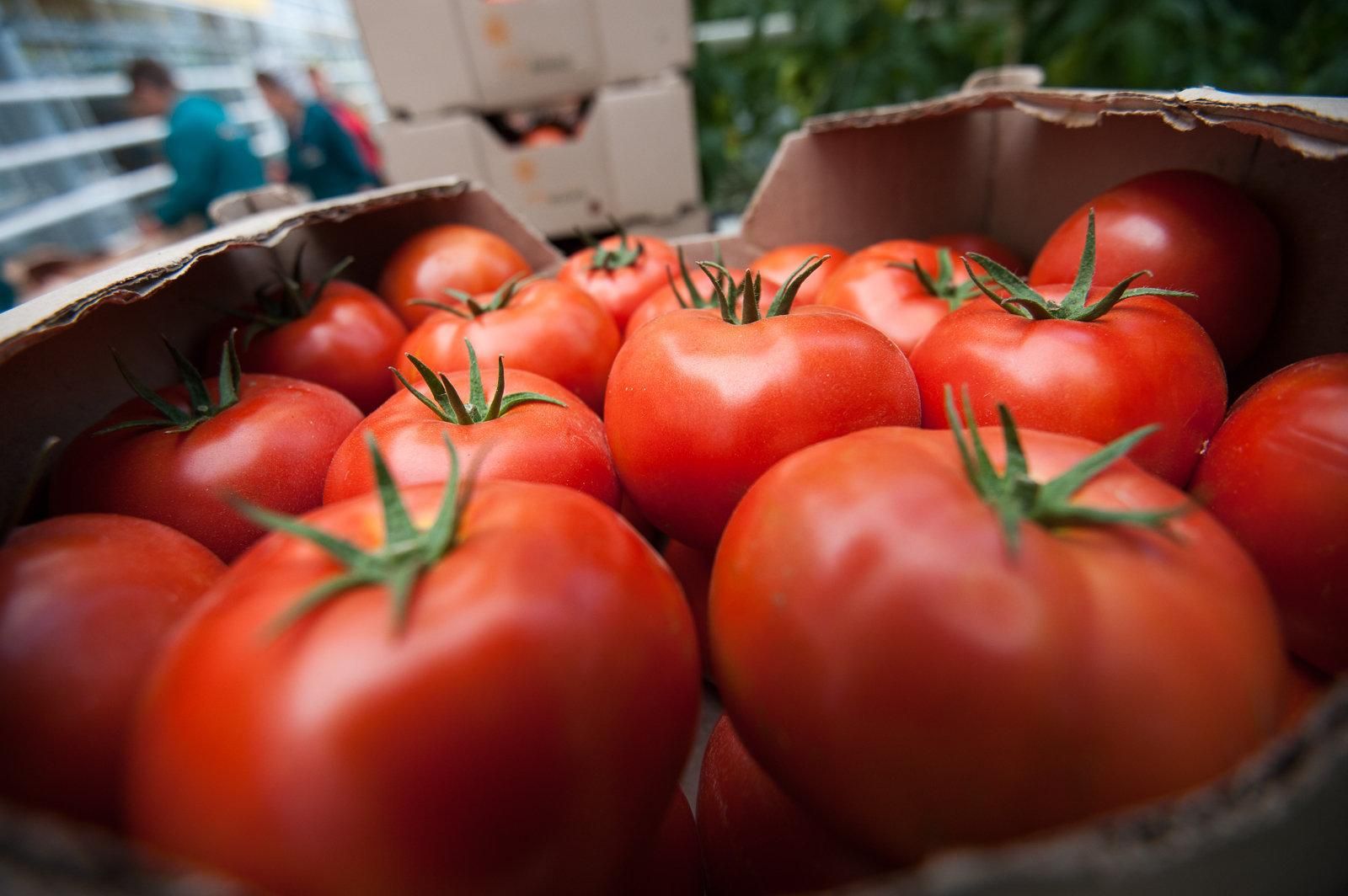 Украина нарастила импорт томатов