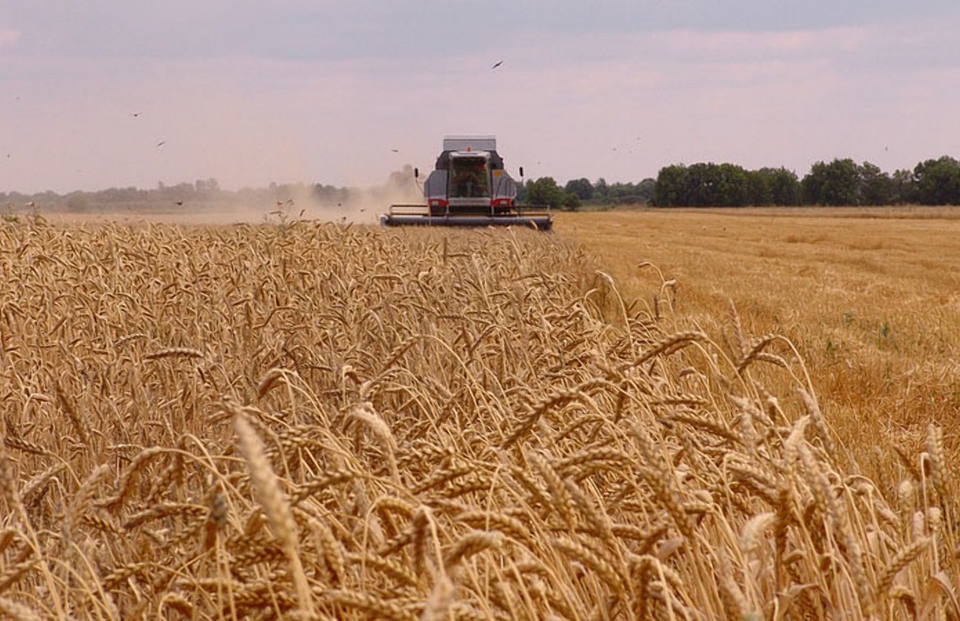 "Голос" як сигнал: вчені навчили рослини говорити фермерам про небезпеку "Голос" як сигнал: вчені навчили рослини говорити фермерам про небезпеку