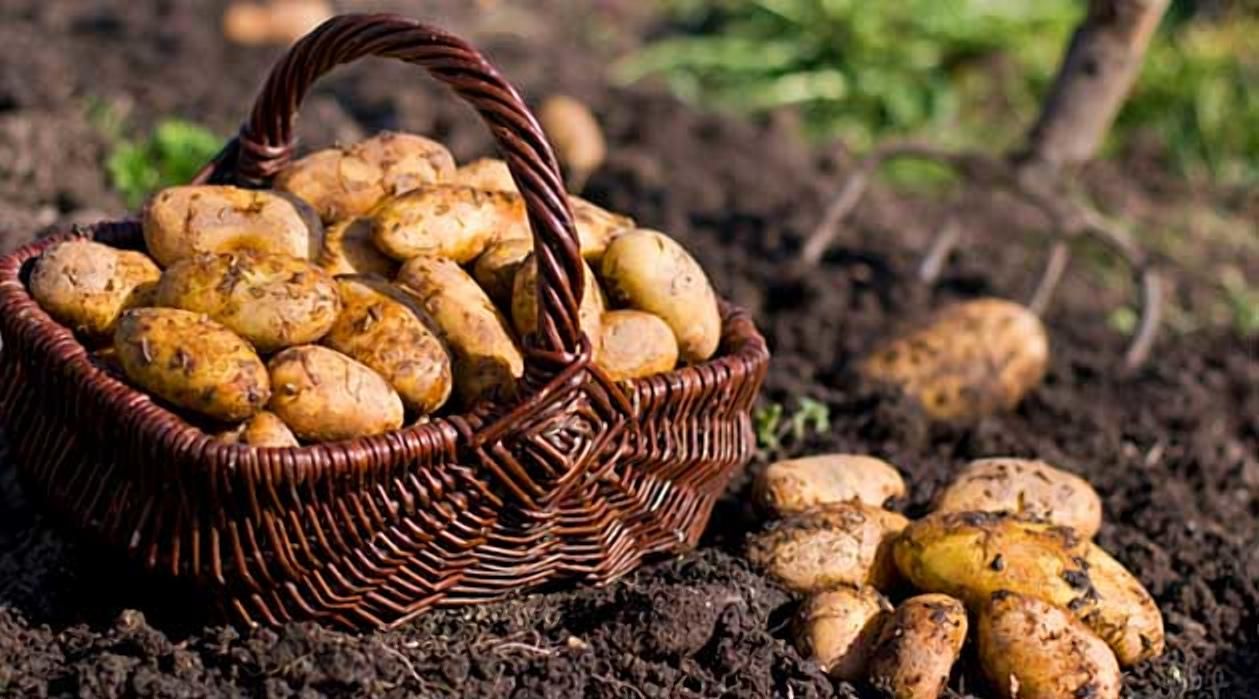 Польша нарастила урожай картофеля