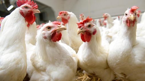 Пташиний грип: імпорт української курятини суттєво обмежено