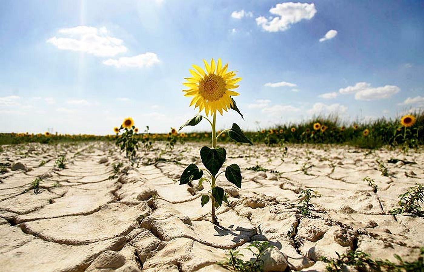 Сельское хозяйство – самая большая жертва изменения климата