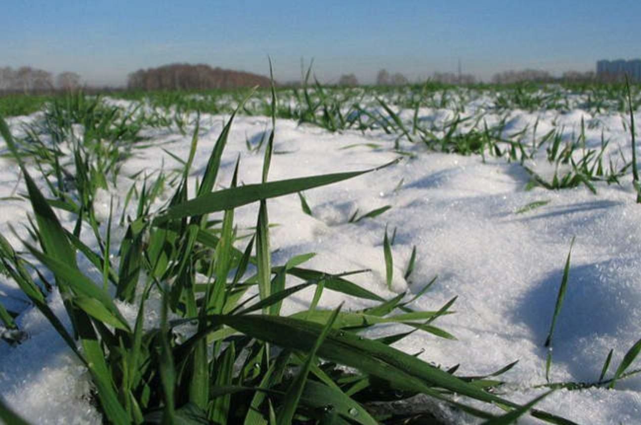 Теплий січень вплине на озимі культури 