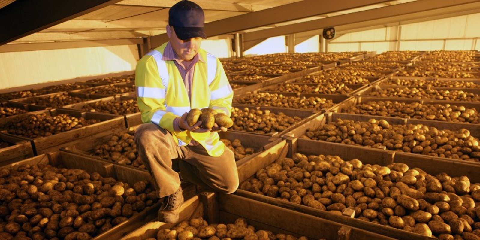 Дефіцит сховищ для картоплі: скільки площі не вистачає
