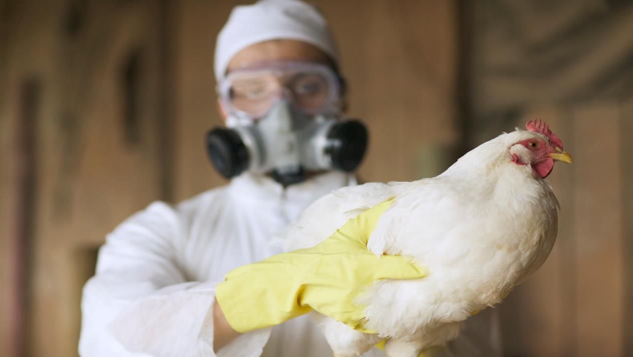 Птичий грипп в Украине