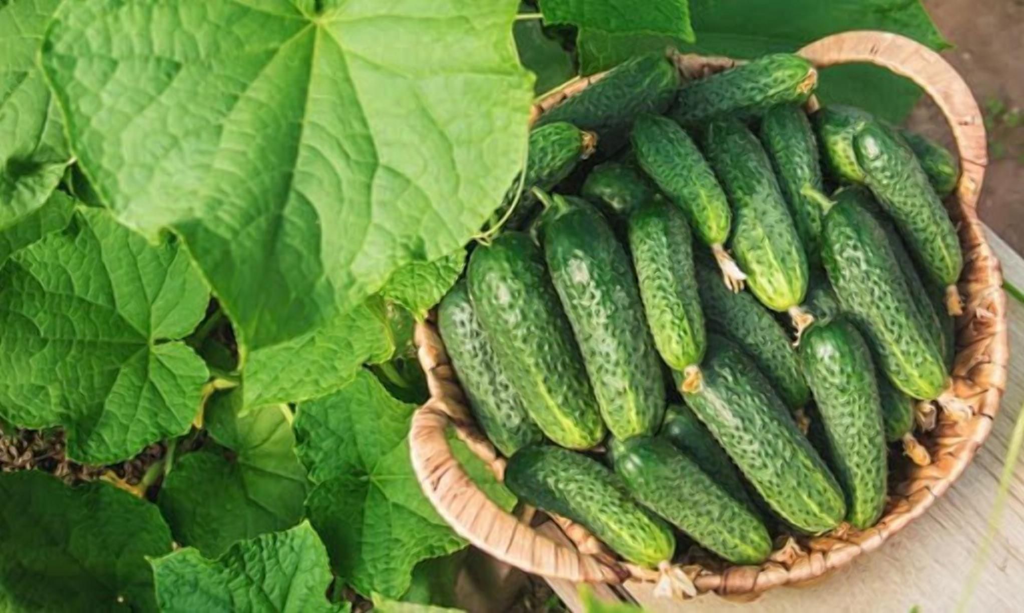 Огурец стремительно вырос в цене: на сколько прыгнула стоимость продукта Огурец стремительно вырос в цене: на сколько прыгнула стоимость продукта