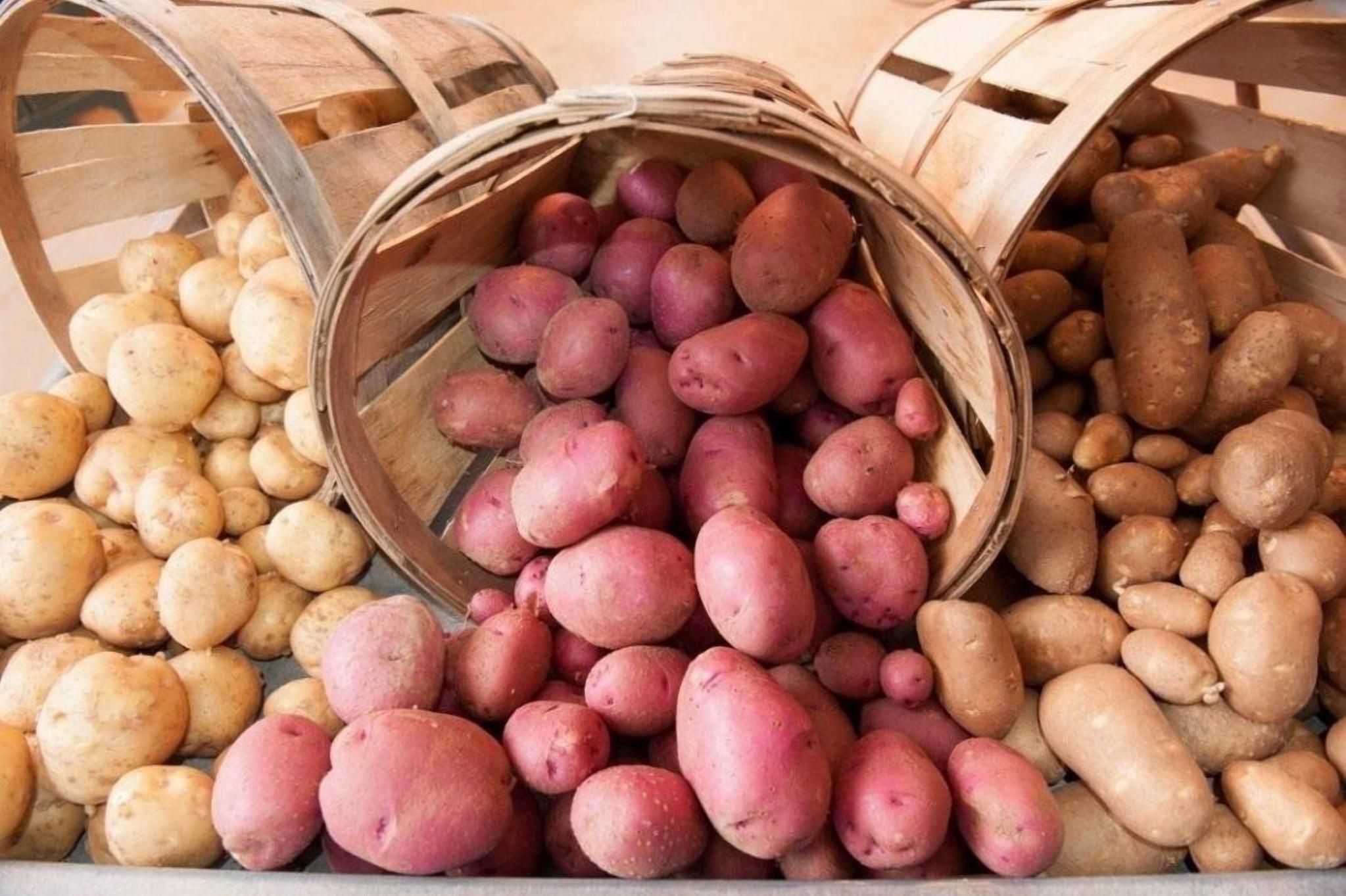 Польський фермер утилізує тисячу тонн картоплі