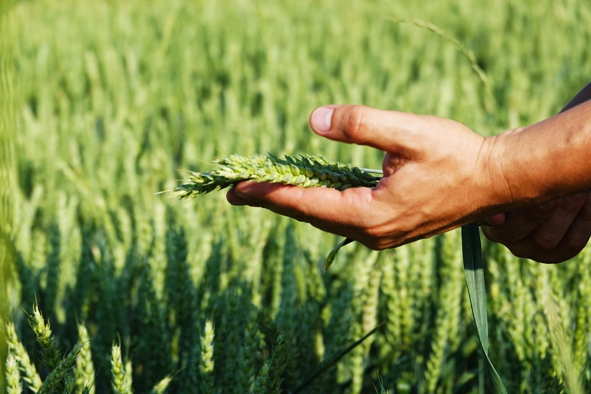 Українські вчені адаптують українські культури до примхливих природніх умов Українські вчені адаптують українські культури до примхливих природніх умов