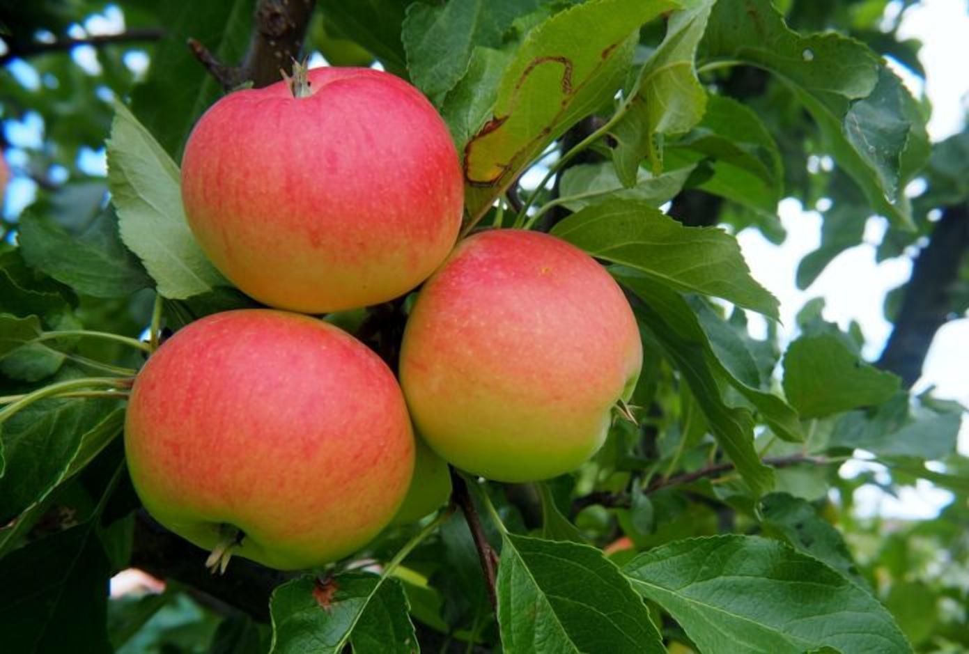 Виробництво яблук: на скільки знизиться світовий показник цього року