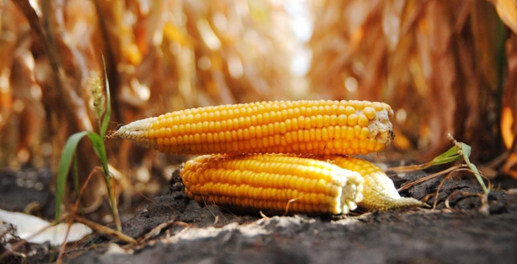 Почему вырастет цена на украинскую кукурузу: объяснение